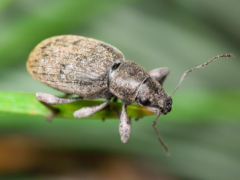 Brachyderes incanus (Linnaeus, 1758)